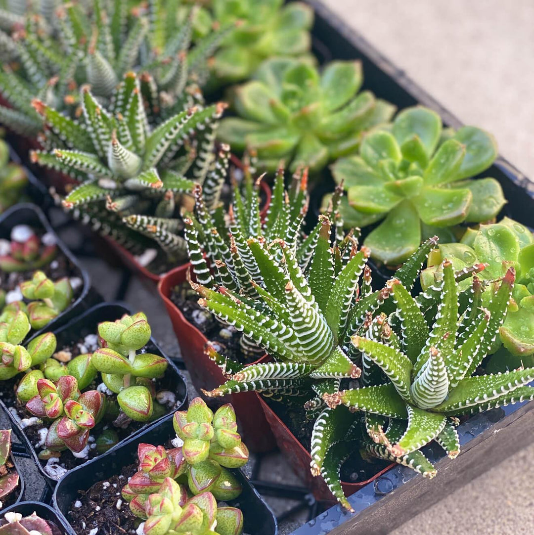 5 Foolproof Succulents You Need In Your Apartment Today | Paloverde Botanicals