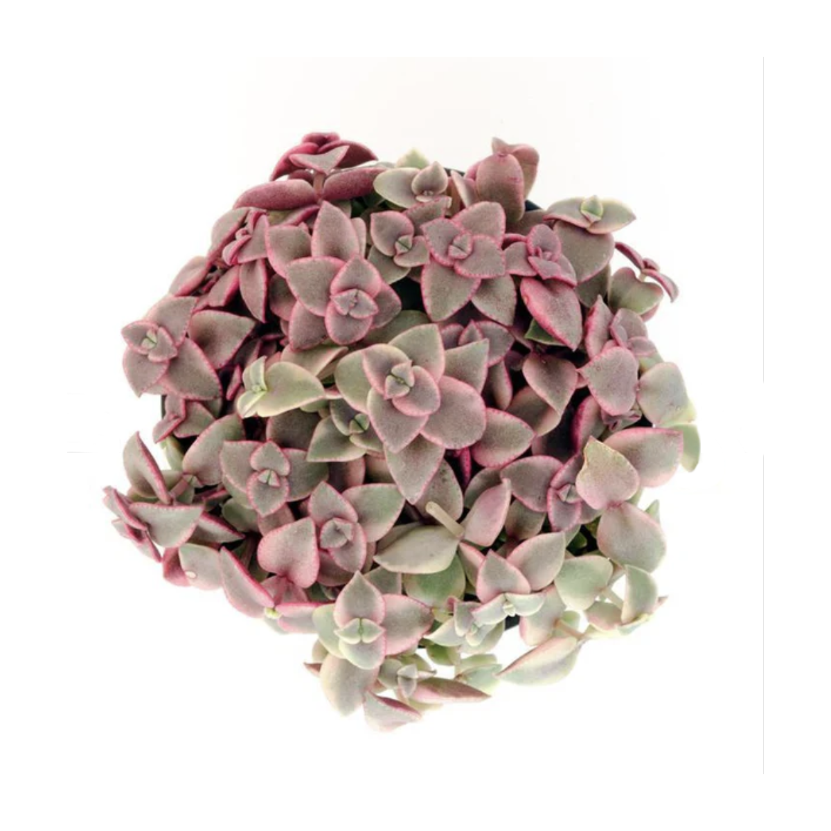 Calico Kitten 2.5" Succulent – Paloverde Botanicals