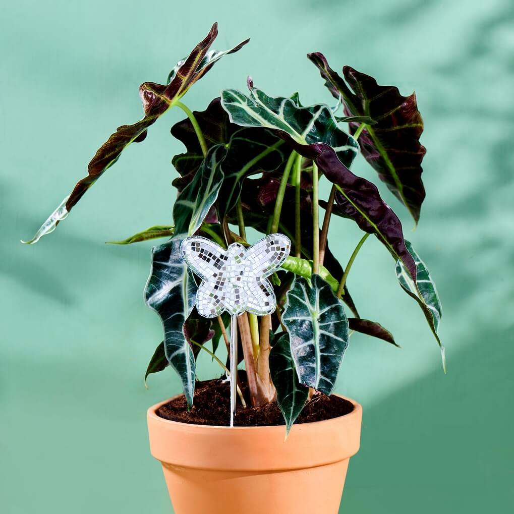 decorative indoor plant stakes Disco Butterfly