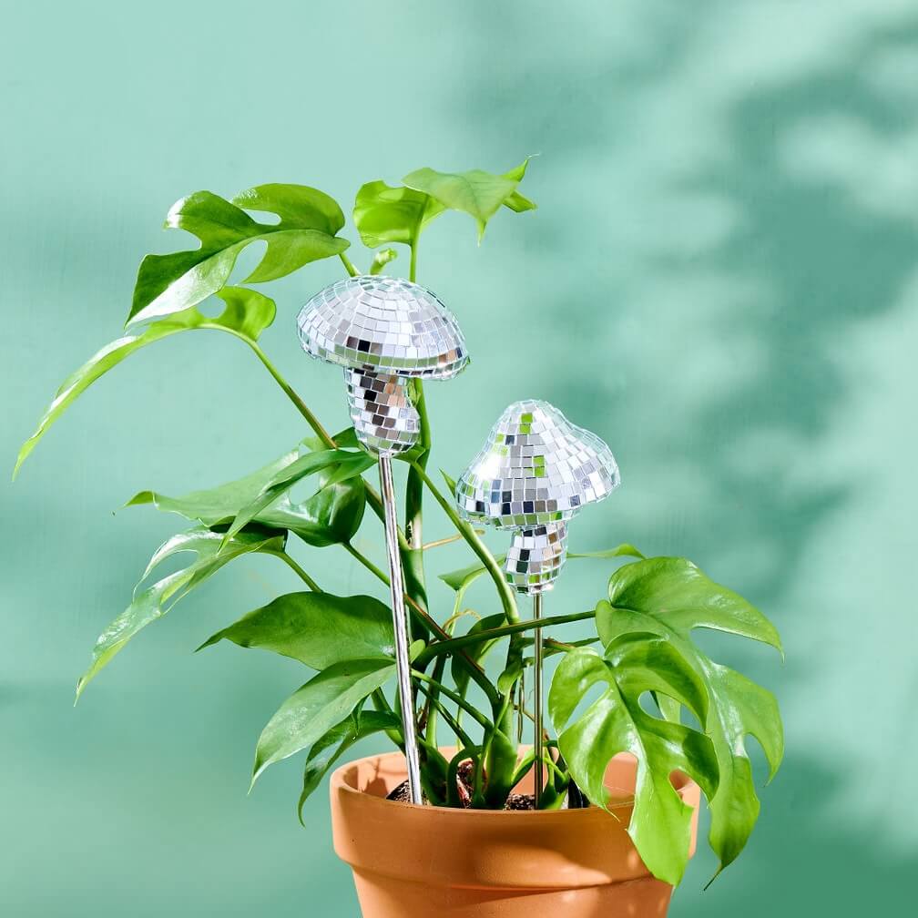 disco ball plants Disco Mushrooms Duo