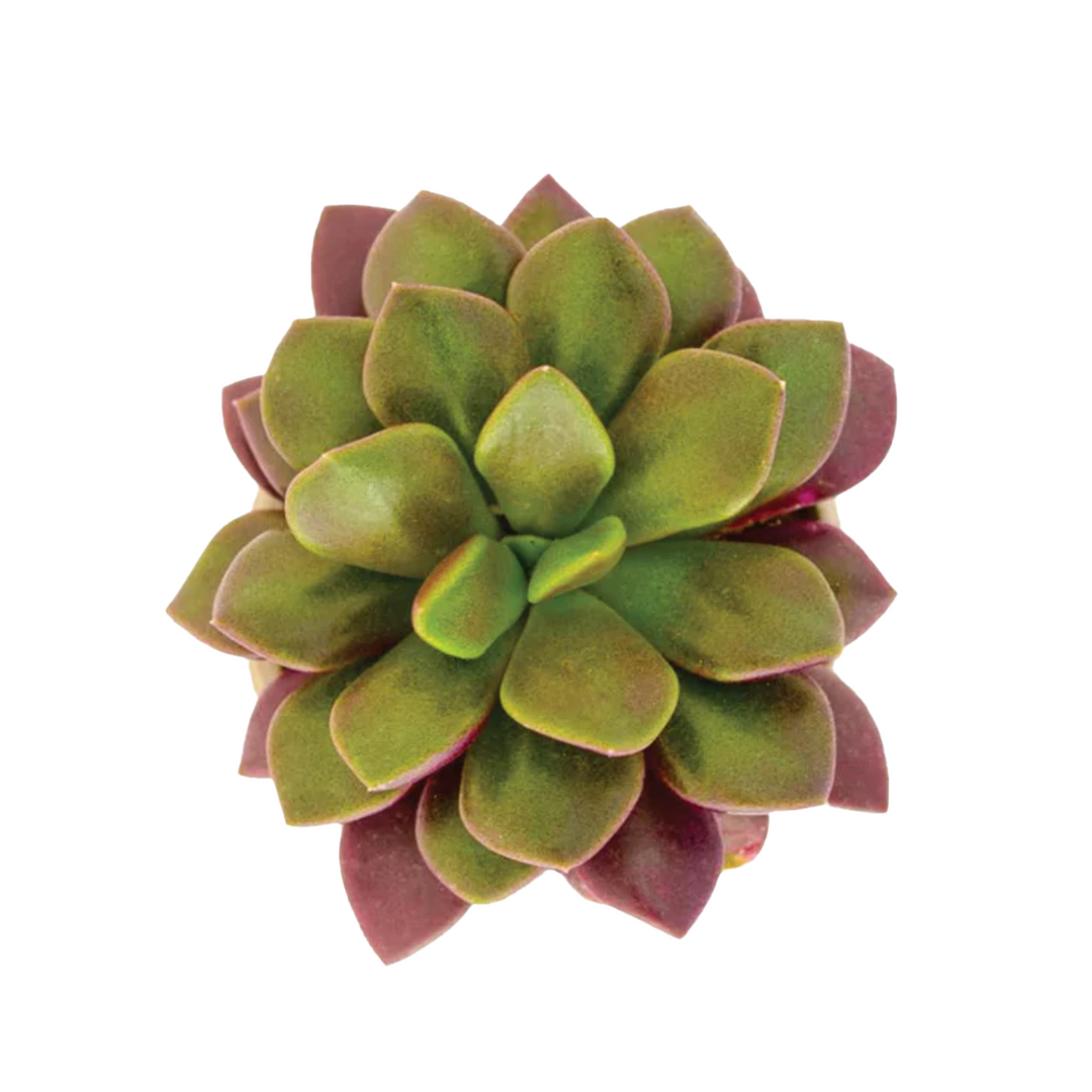 Sand Rose 2.5" Succulent