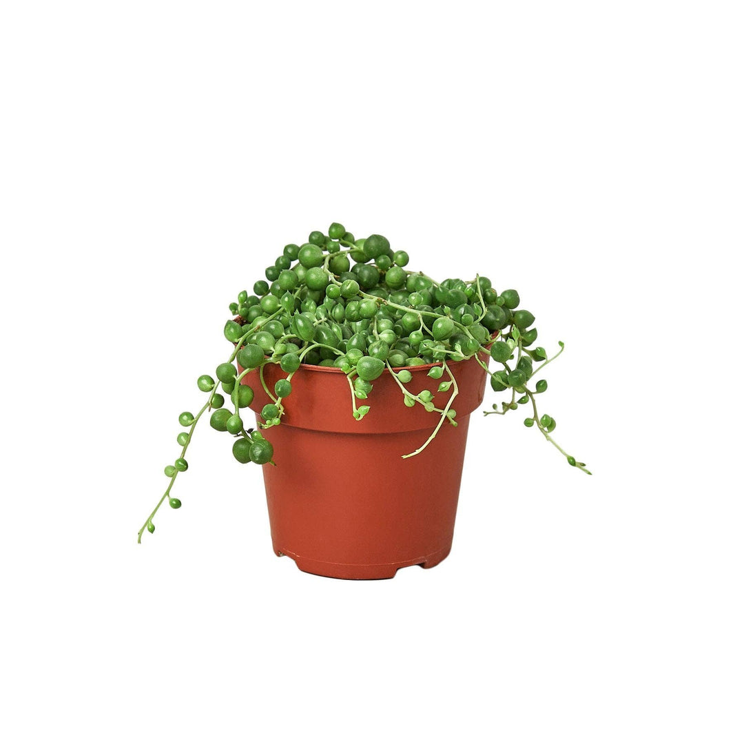 String of Pearls 4" Succulent