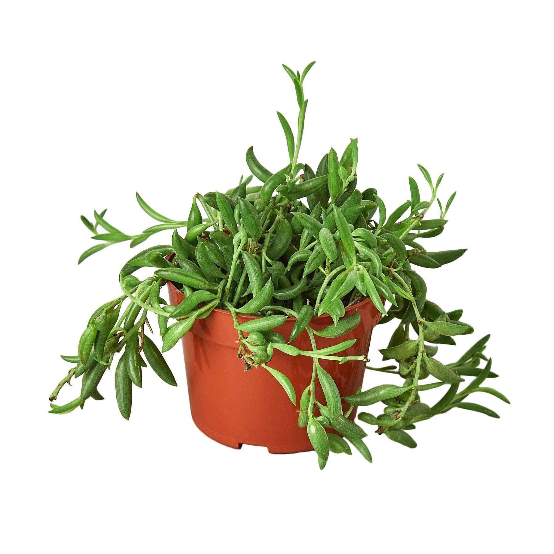 succulent that looks like bananas Succulent 'String of Bananas' – Paloverde Botanicals