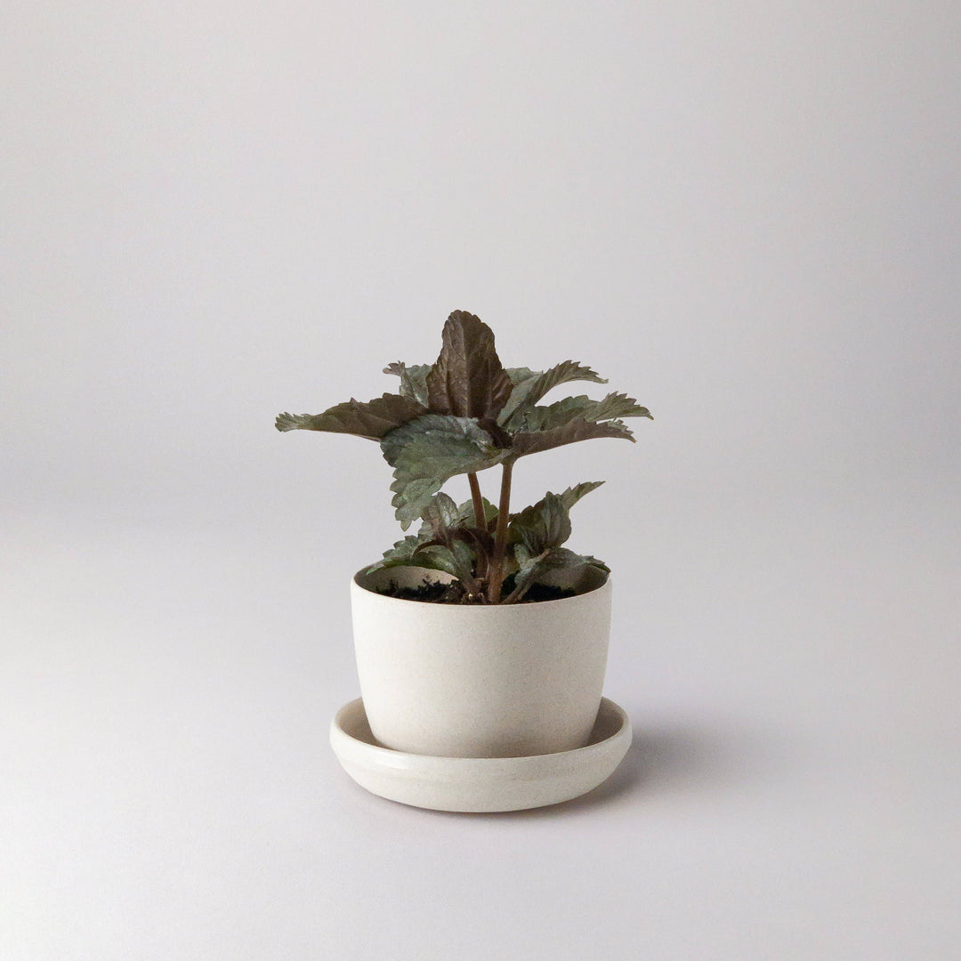 White Bamboo Fibre Mini Planter - Kanso Designs - unique gift for plant lovers