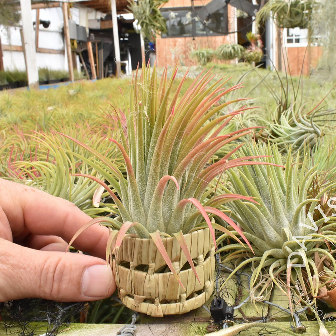 Air Plant Pandan Pot - Davis Farms - unique gift for plant lovers