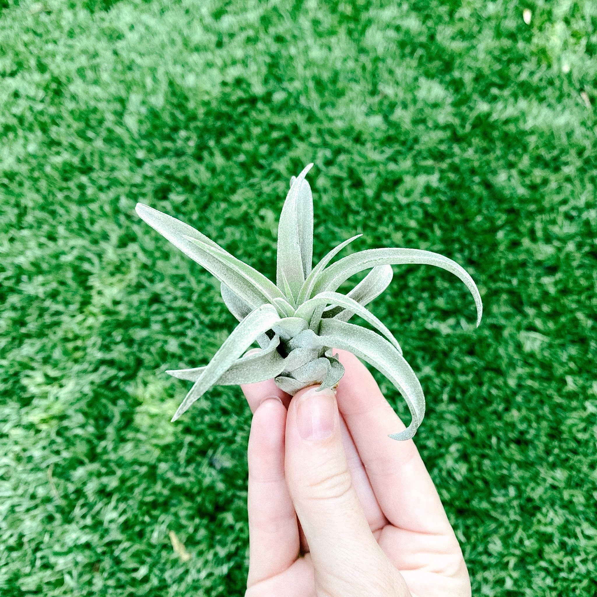 peach air plant Tillandsia capitata peach