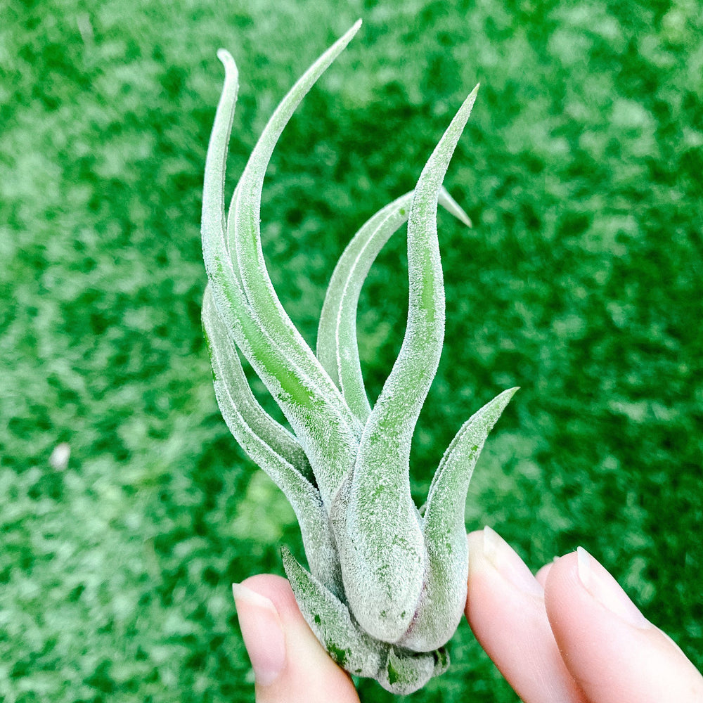 Airplant - Tillandsia caput-medusae 4"+ Plant Paloverde 