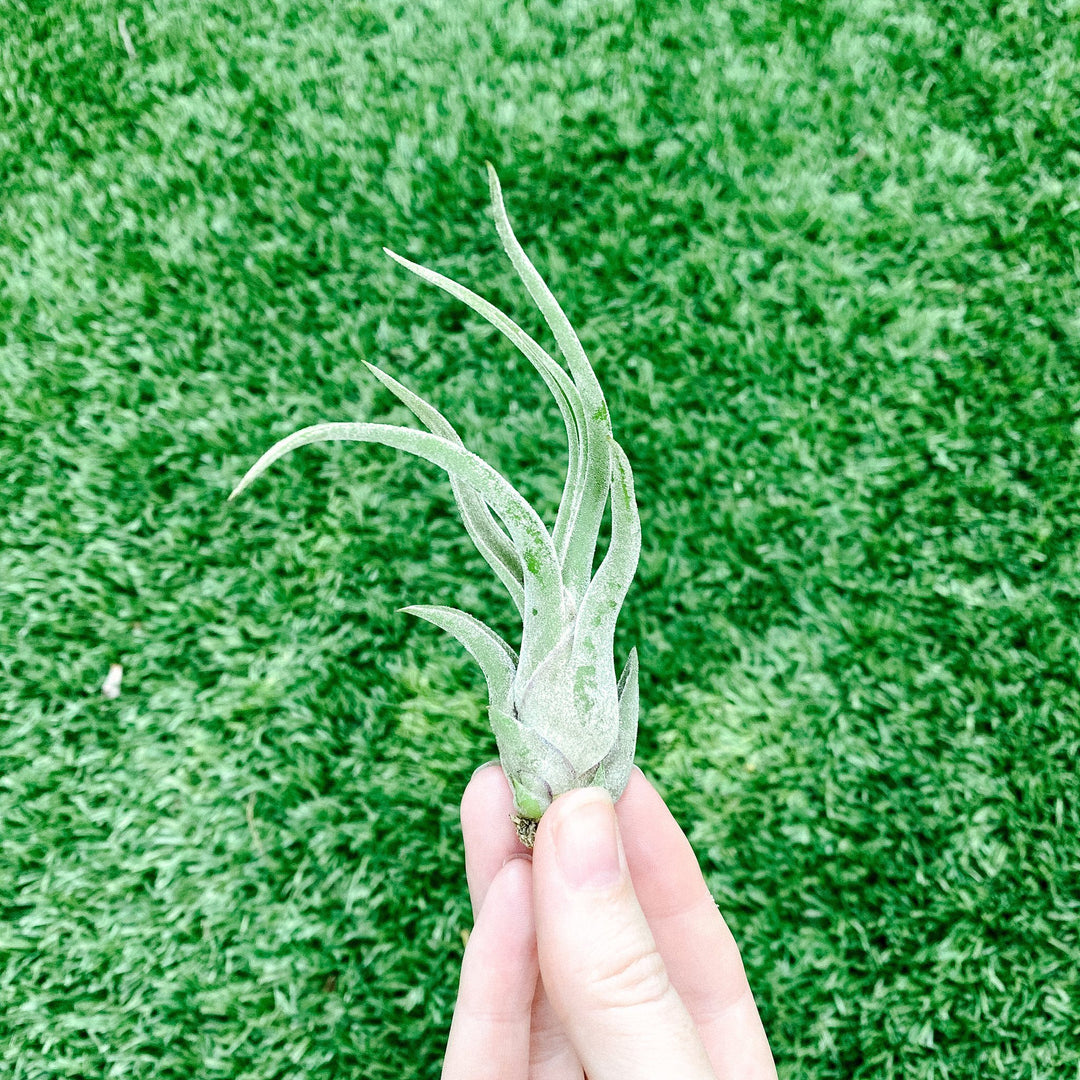 Airplant - Tillandsia caput-medusae 4"+ Plant Paloverde