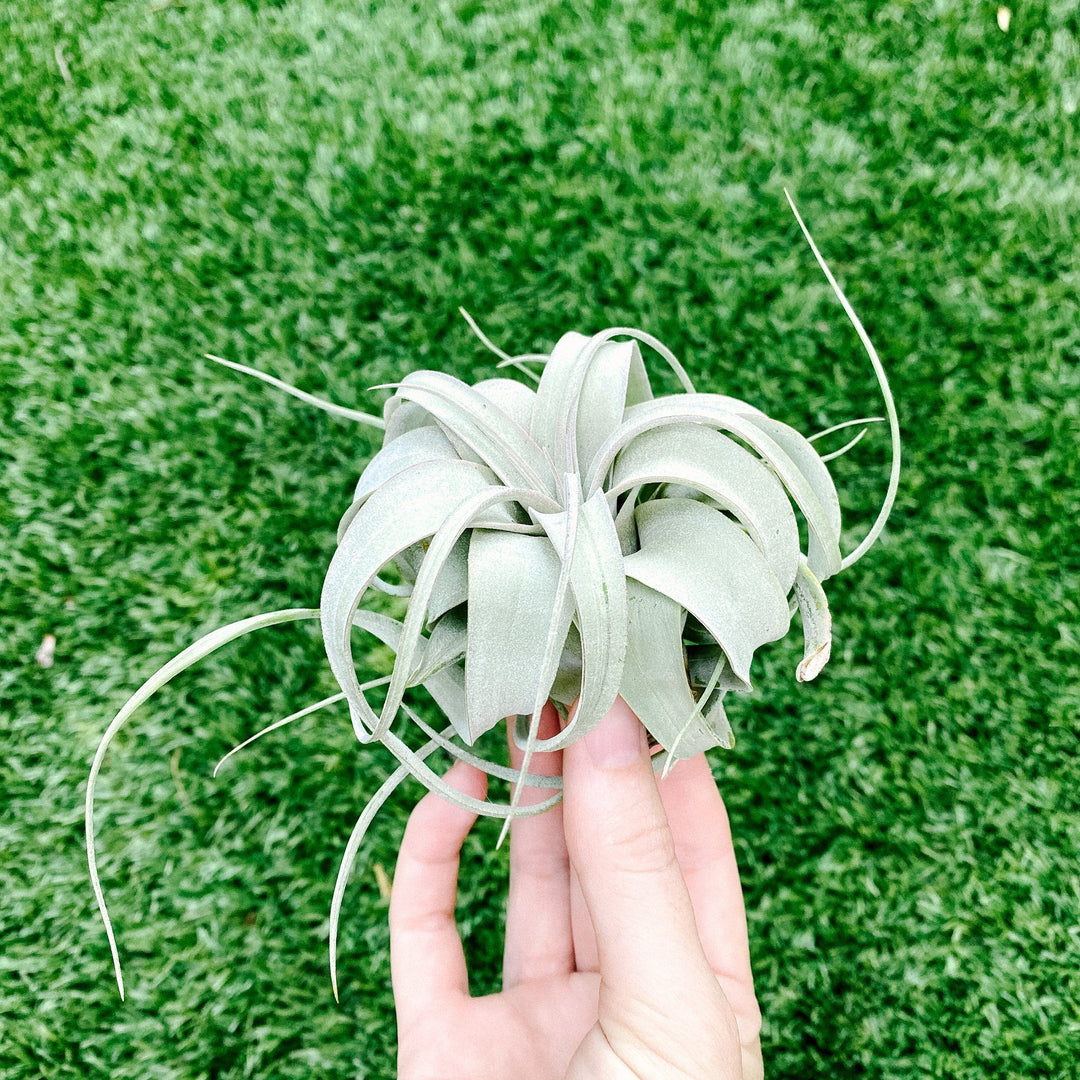 Airplant - Tillandsia xerographica 5"+ Plant Paloverde 