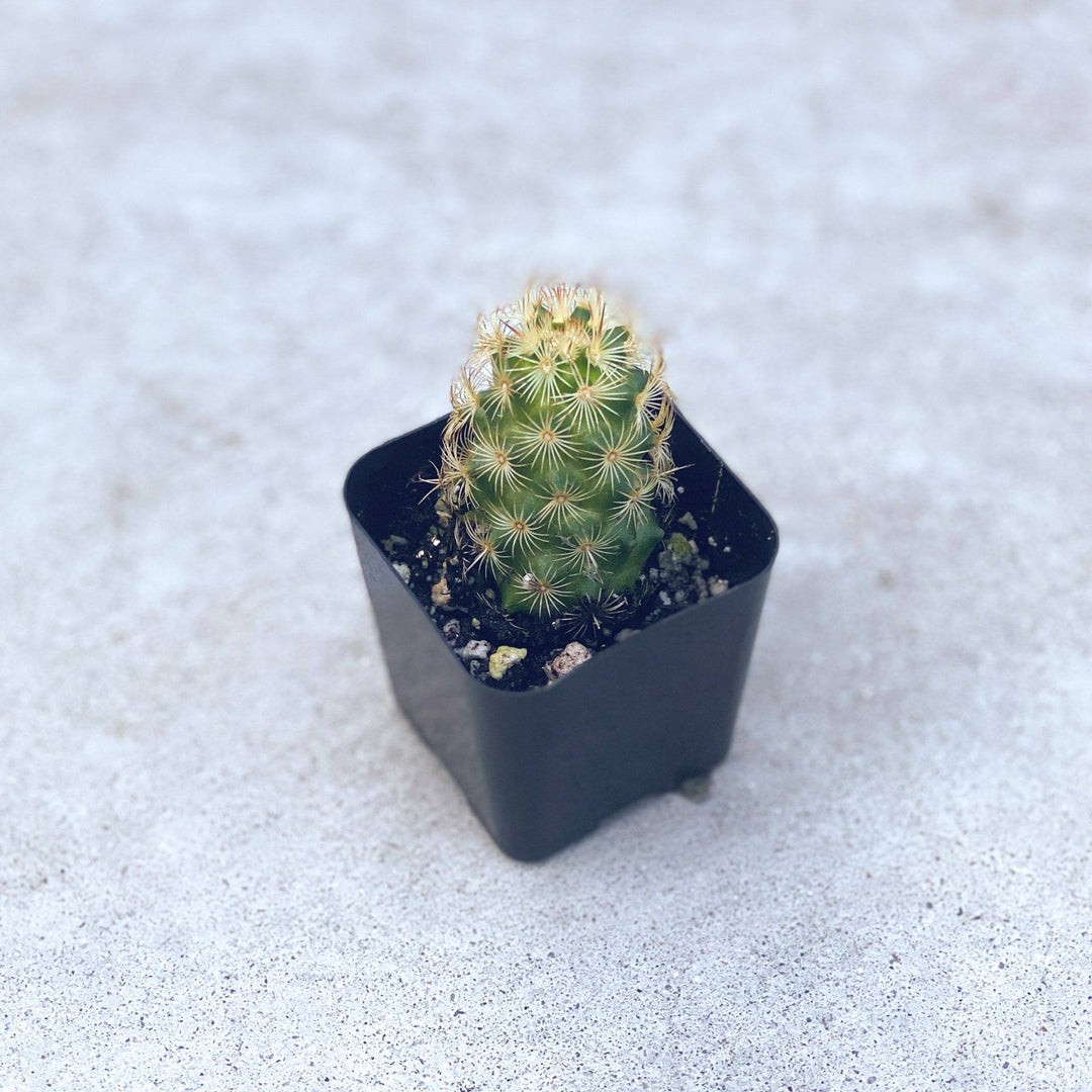 2" Cactus Plant Plant Paloverde Lady Finger Cactus