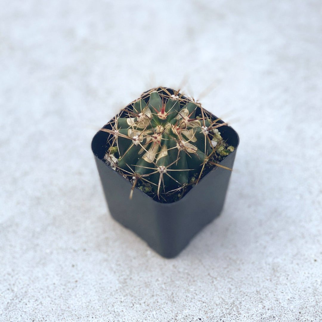 2" Cactus Plant Plant Paloverde Mexican Lime Cactus