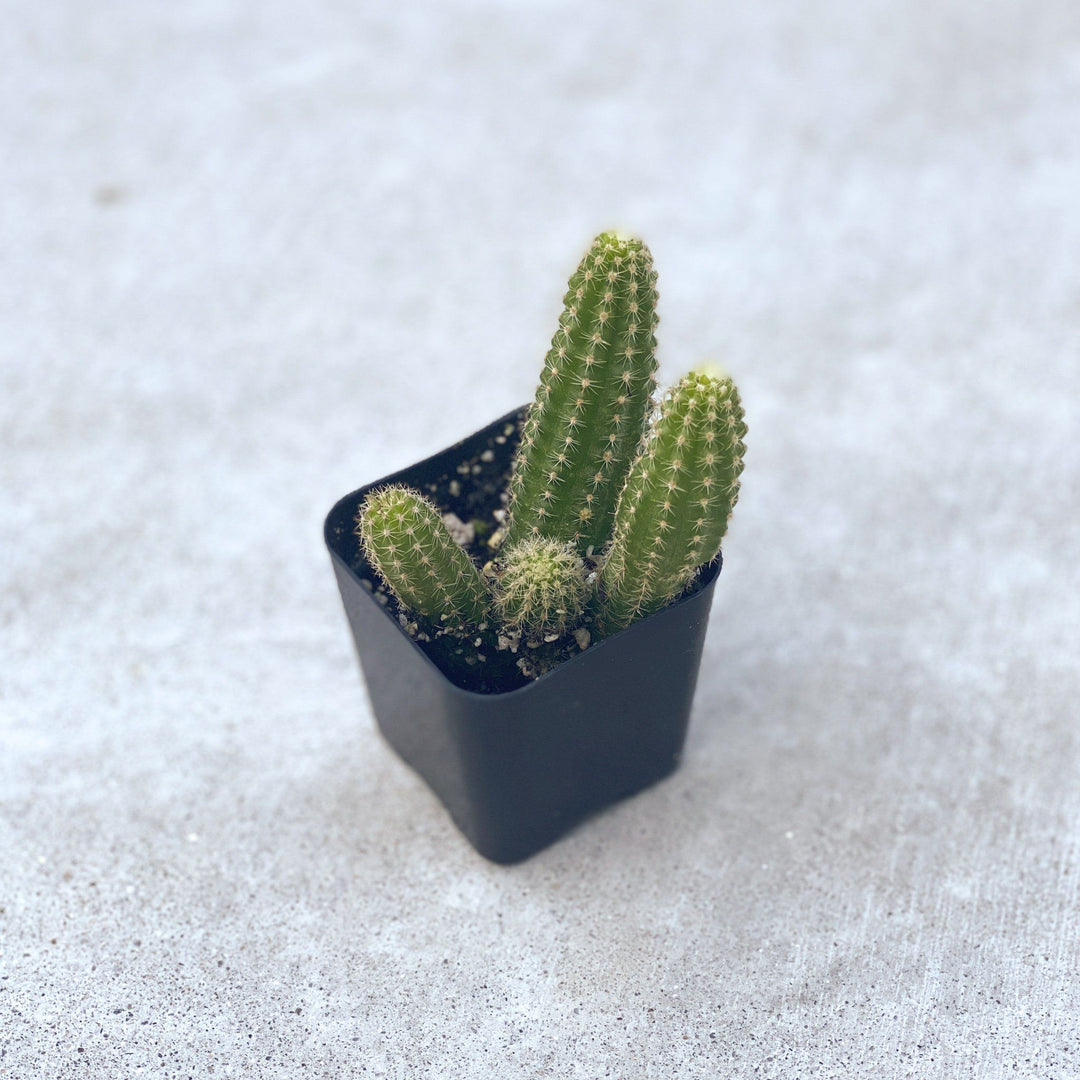 2" Cactus Plant Plant Paloverde Peanut Cactus