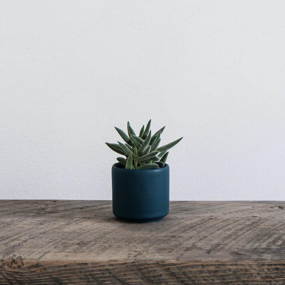 Ceramic Mini Planter - Mariner Blue - Tandem Ceramics - unique gift for plant lovers