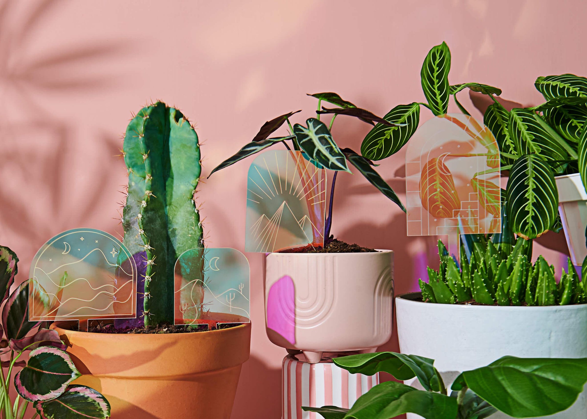 Paloverde's colorful collection of mirrored acrylic Plantscapes plant stakes pictured amongst houseplants