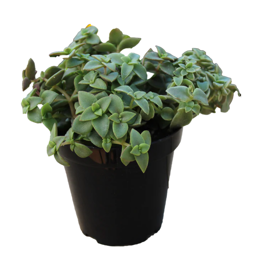 calico succulent Calico Kitten 2.5" Succulent