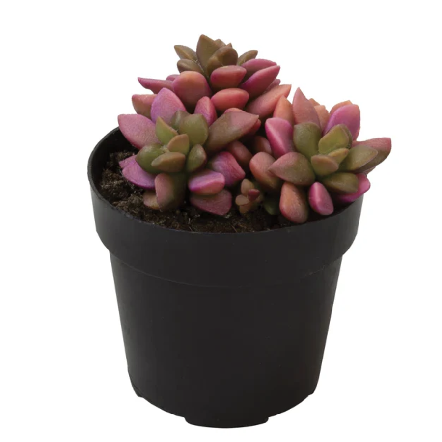 sunrise succulent plant Variegata Sunrise 2.5" Succulent – Paloverde Botanicals
