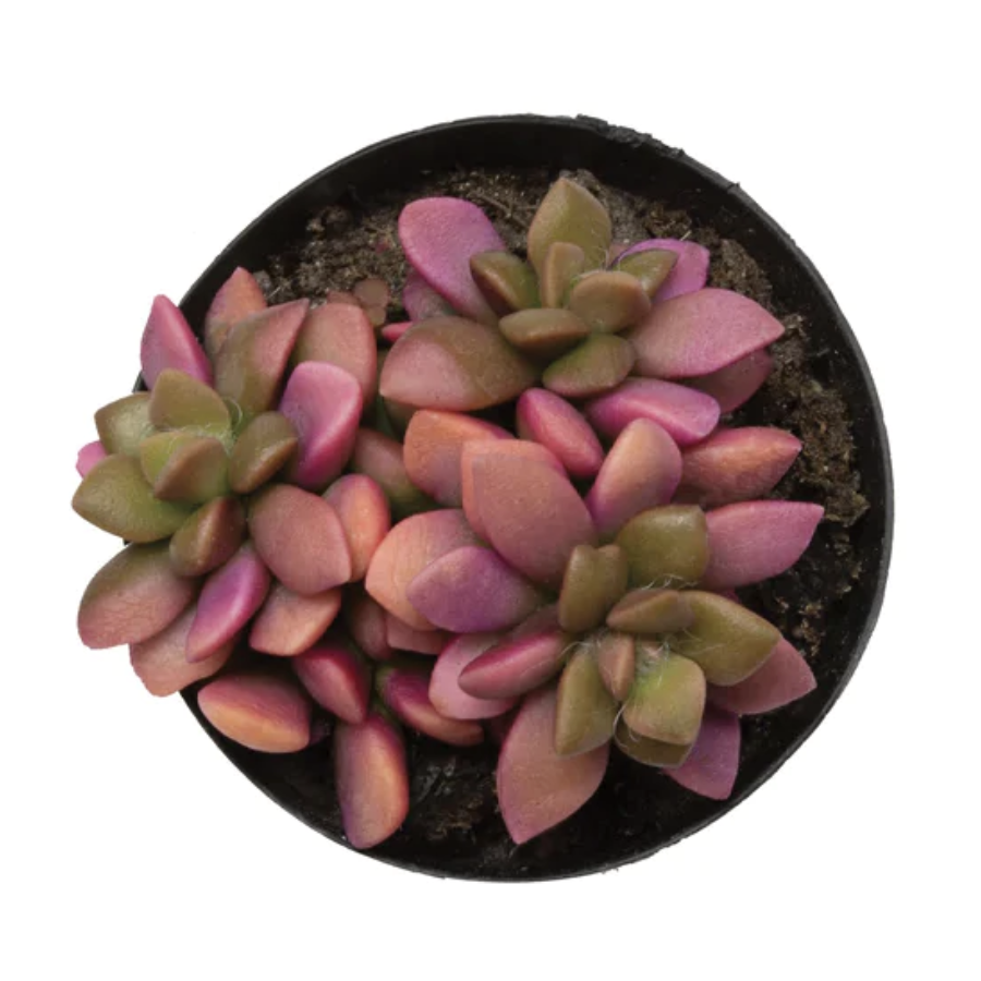 Variegata Sunrise 2.5" Succulent