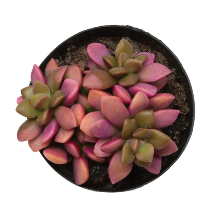 Variegata Sunrise 2.5" Succulent