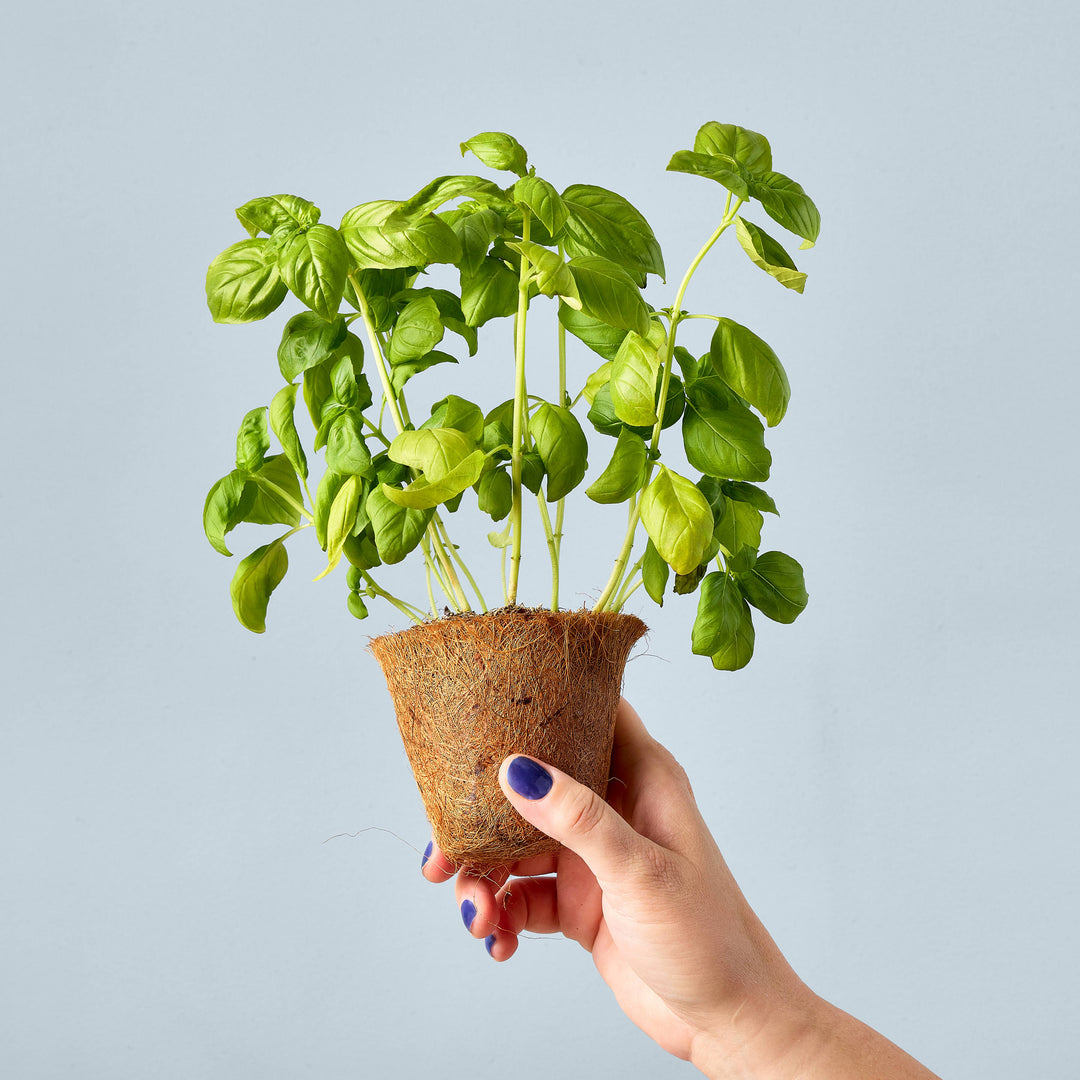 Garden Seed Pop - Sweet Basil