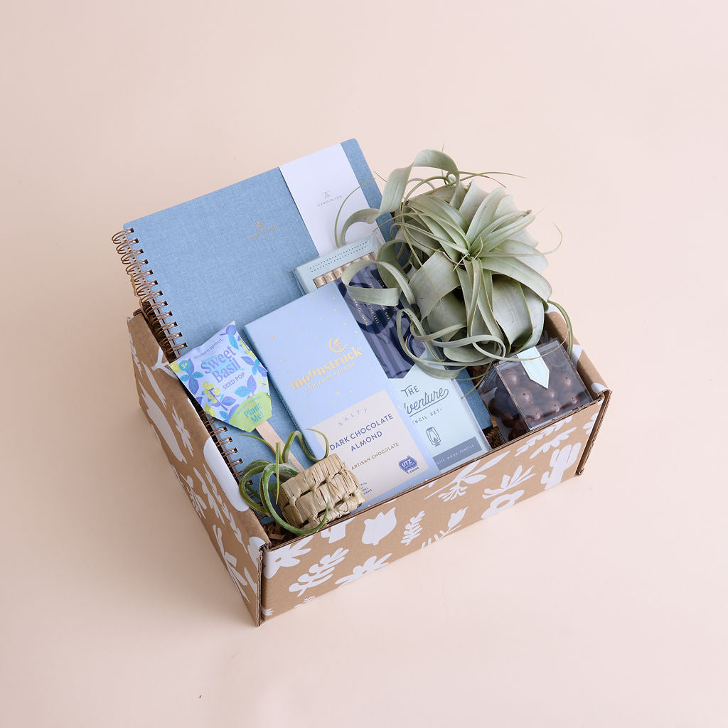 air plant gift ideas Adventures In Your Own Backyard
