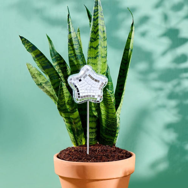 indoor house plant stakes Disco BB