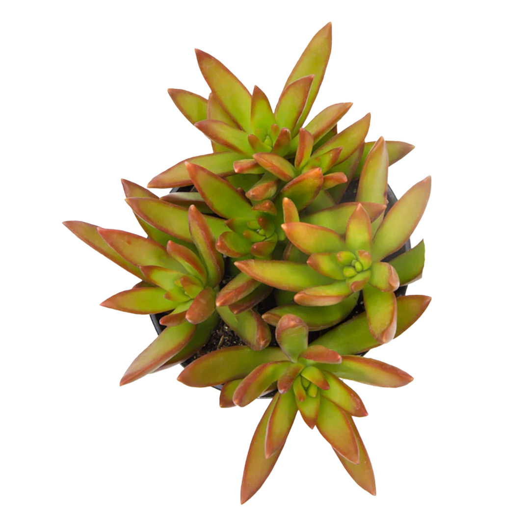 succulent firestorm Firestorm 2.5" Succulent – Paloverde Botanicals