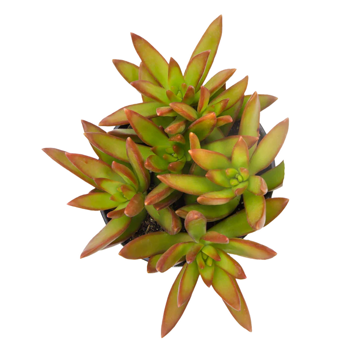 Firestorm 2.5" Succulent