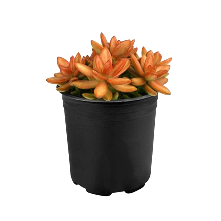 Firestorm 2.5" Succulent