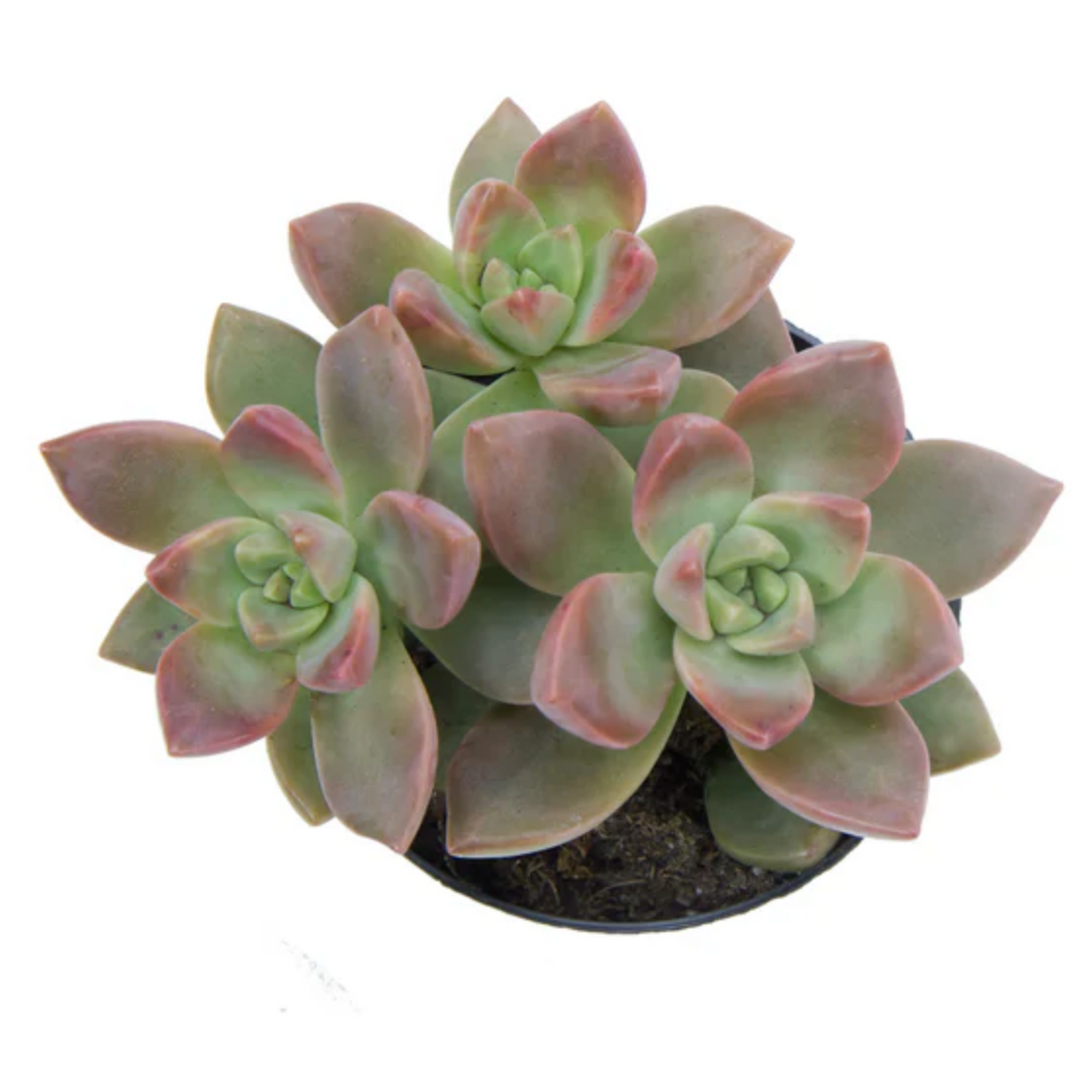 graptosedum california sunset succulent care Echeveria Lola 2" Succulent