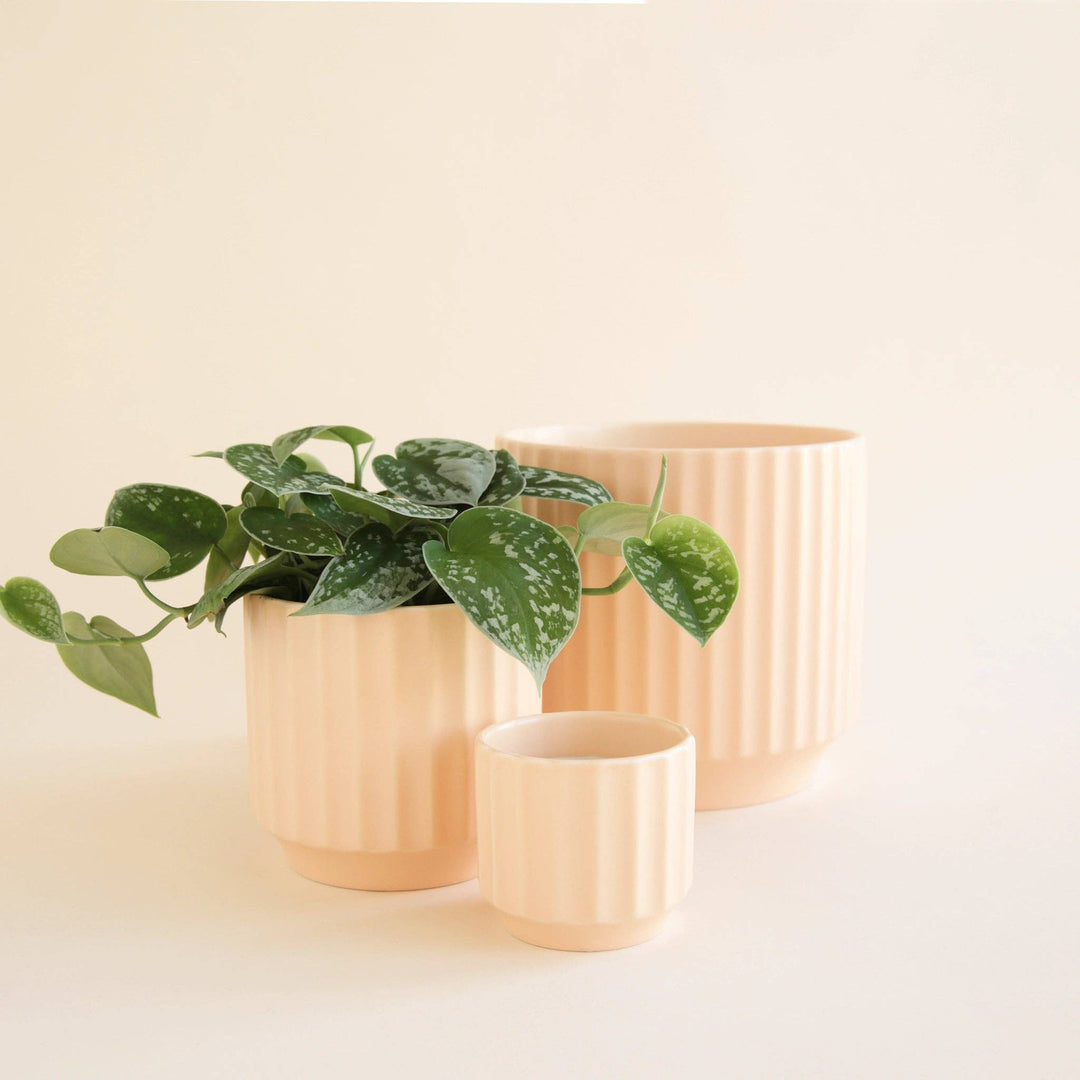 3" Vanilla Monroe Planter