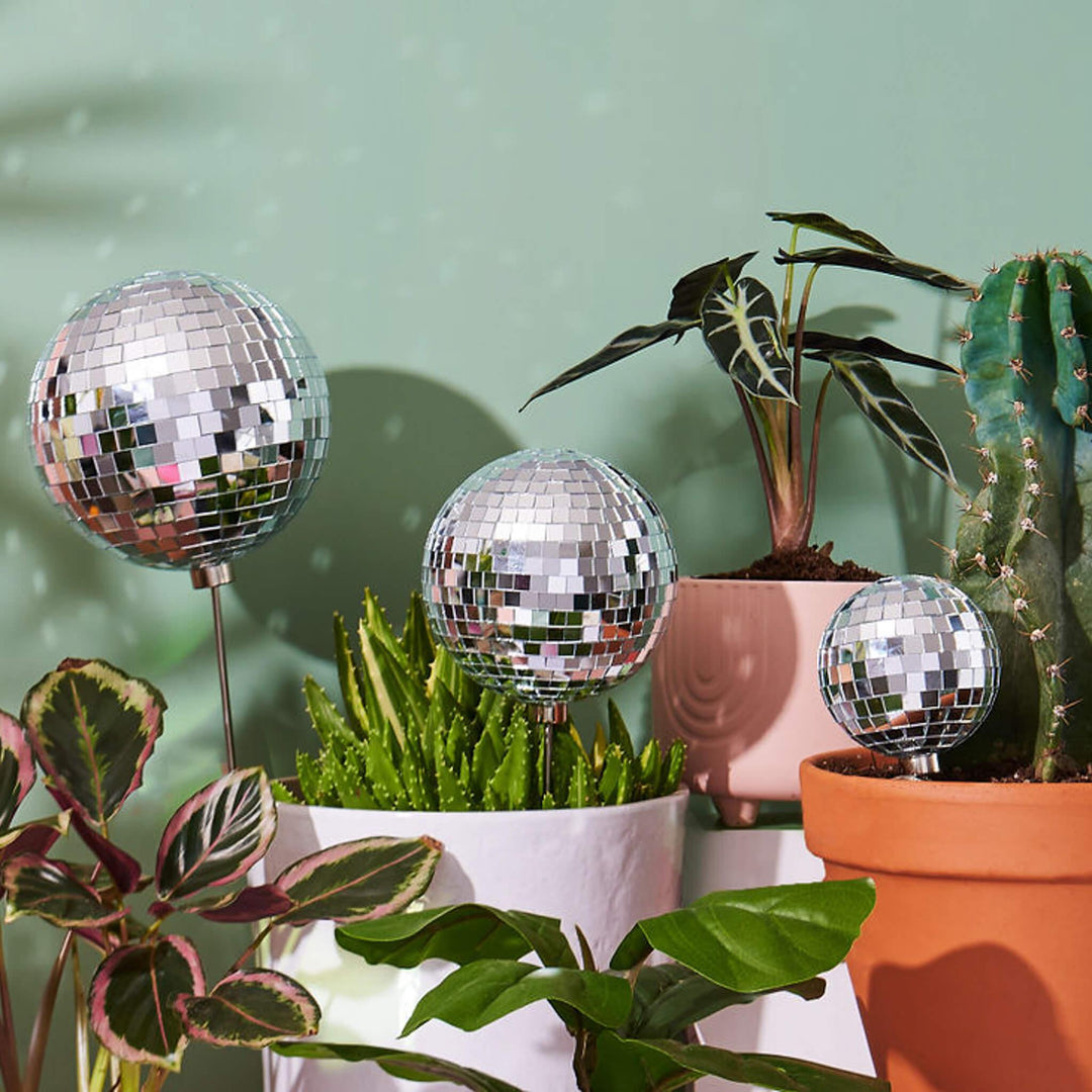 A set of three mirrored disco balls (in assorted sizes) sit amongst potted houseplants - the perfect finishing decoration for your disco gardens.