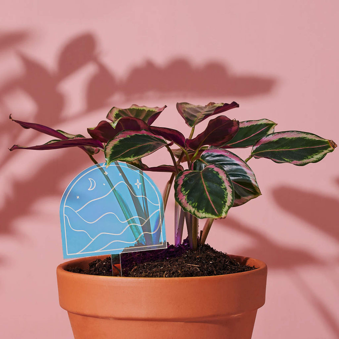 decorative potted plant stakes Dreamy Dunes