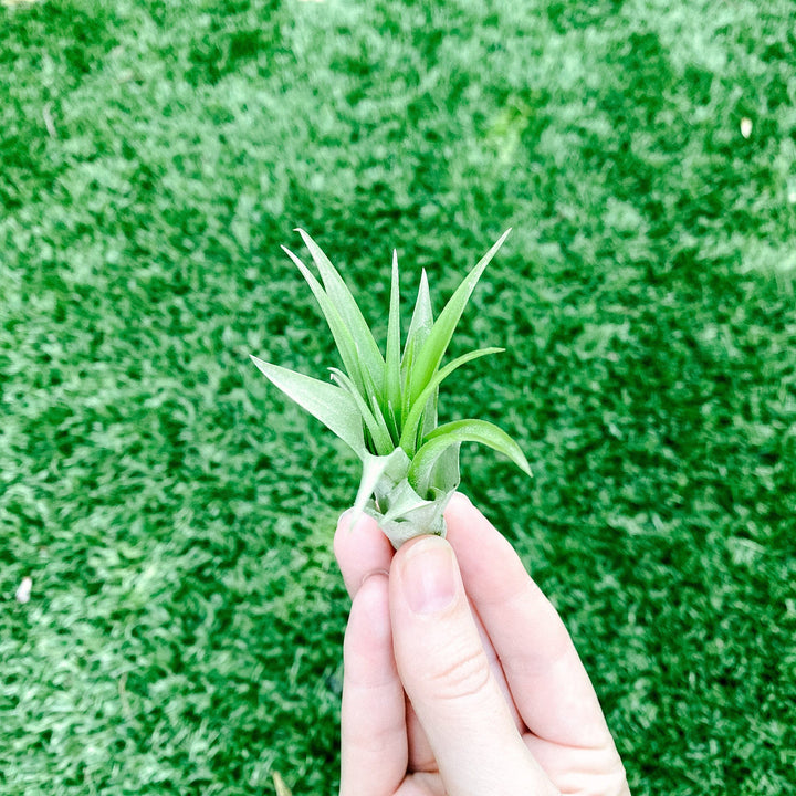 Airplant - Tillandsia brachycaulos 3" Plant Paloverde 