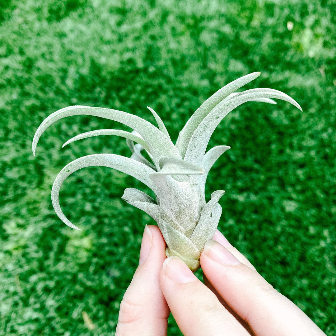 capitata air plant Tillandsia capitata peach