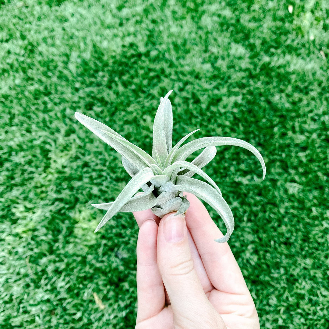 Airplant - Tillandsia capitata peach 3"+ Plant Paloverde 