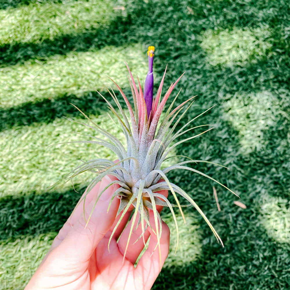 Airplant - Tillandsia ionantha Guatemala 3"+ Plant Paloverde 