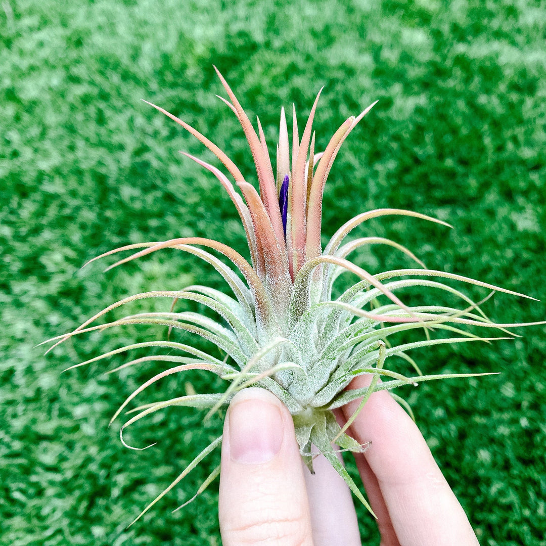 Airplant - Tillandsia ionantha Guatemala 3"+ Plant Paloverde 