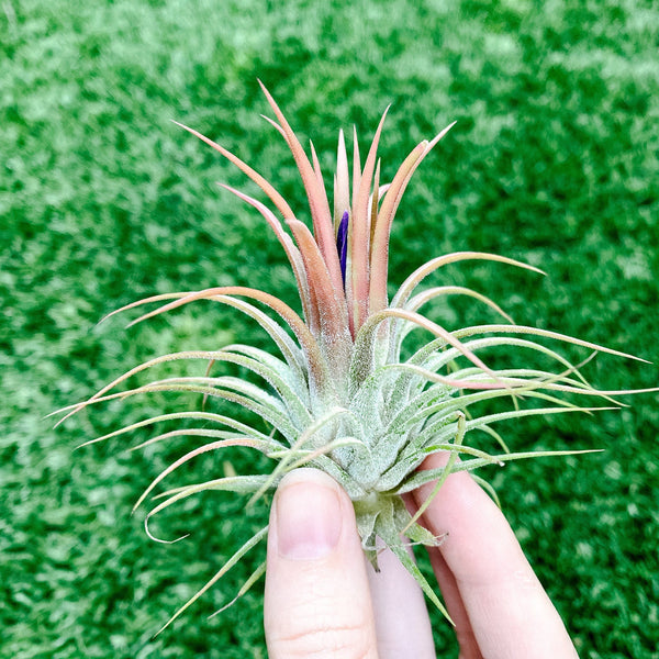 Paloverde-Air-Plant-Tillandsia