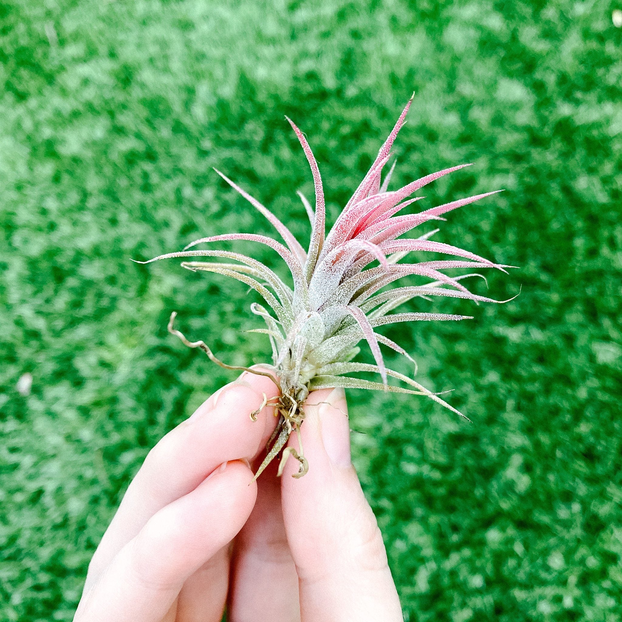 Tillandsia ionantha 'Mexican Zebra' チランジア・イオナンタ