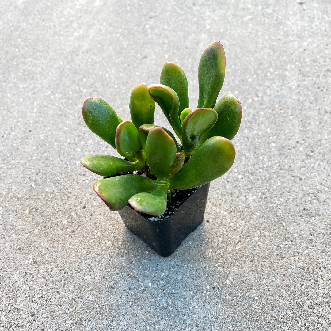 et finger jade plant ET Fingers Variegated Jade 2" Succulent