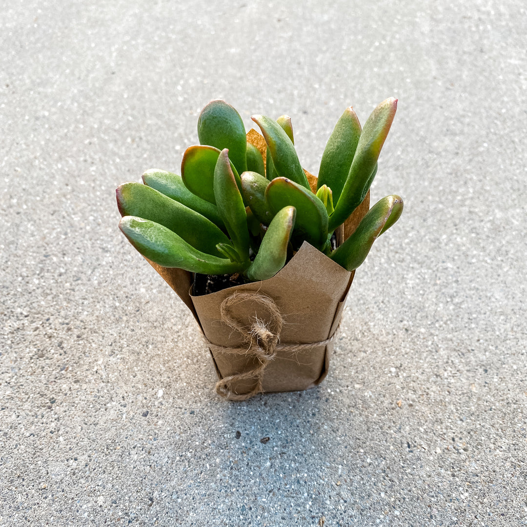 et finger jade plant ET Fingers Variegated Jade 2" Succulent