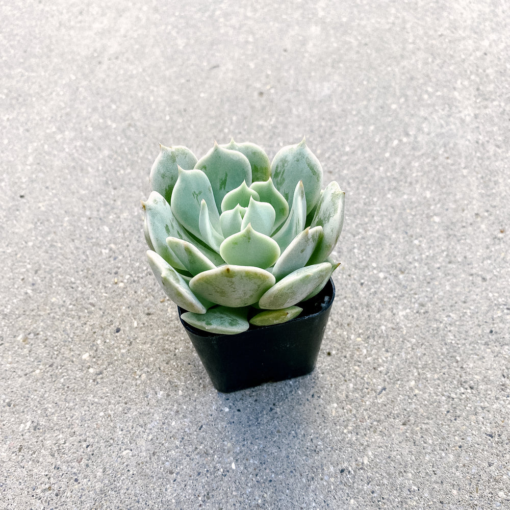 Echeveria Lola 2" Succulent - Paloverde - unique gift for plant lovers