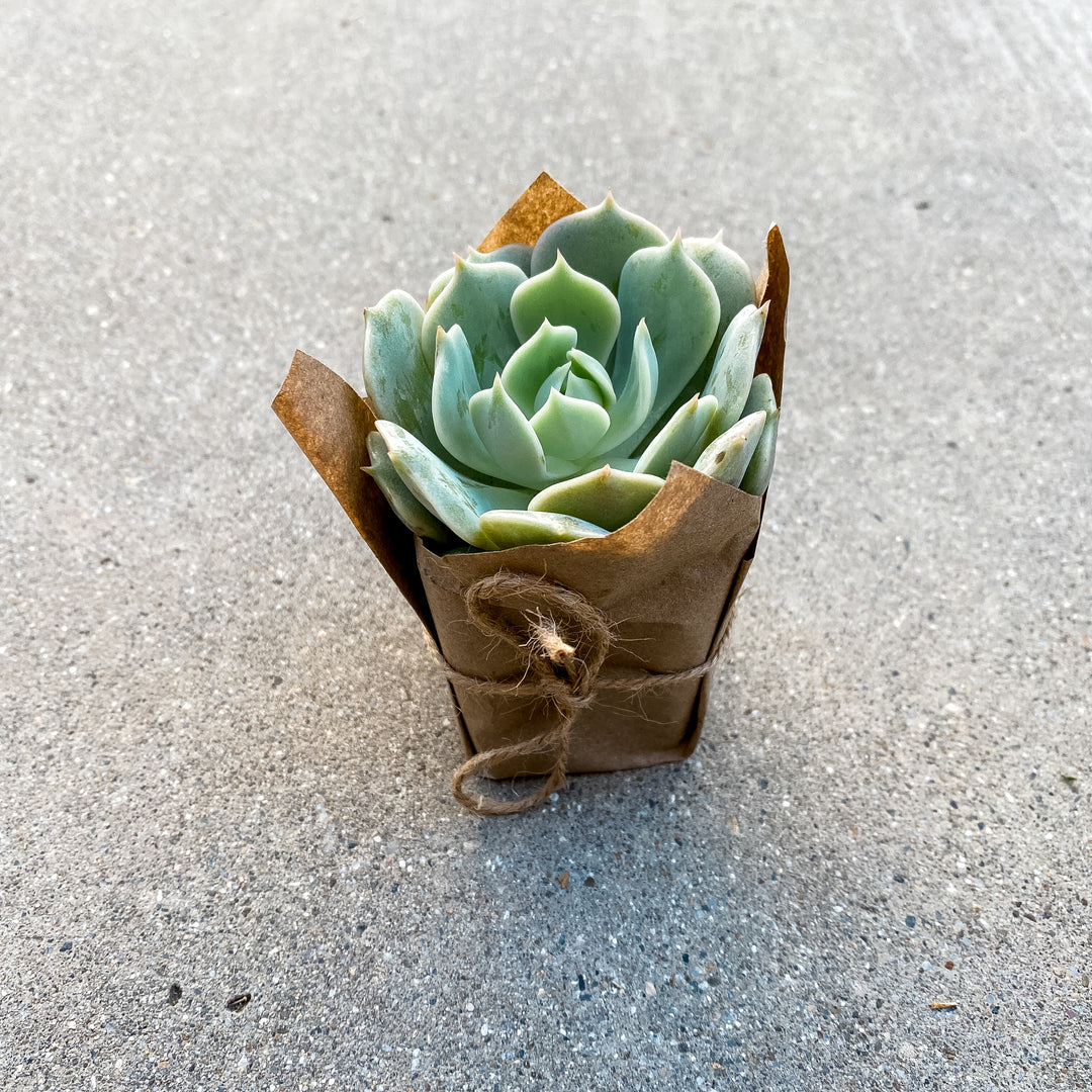 Echeveria Lola 2" Succulent - Paloverde - unique gift for plant lovers