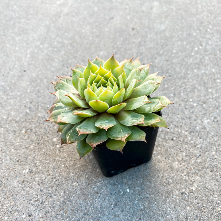 Sempervivum Gold Nugget 2" Succulent - Paloverde - unique gift for plant lovers