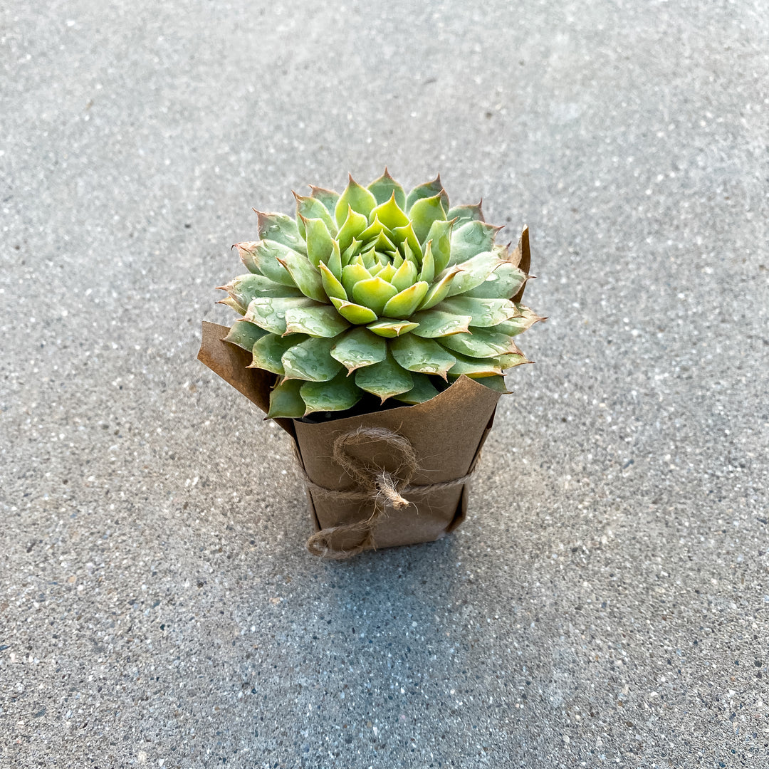 gold nugget succulent Sempervivum Gold Nugget 2" Succulents