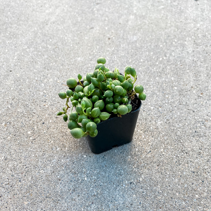 String of Pearls 2" Succulent - Paloverde - unique gift for plant lovers