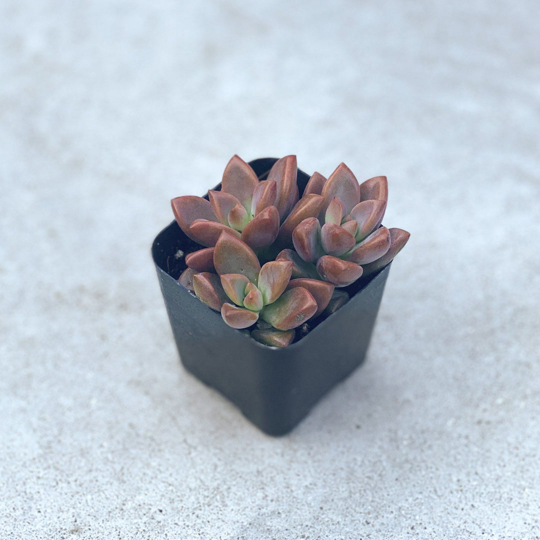alpenglow succulent Alpenglow 2" Succulent