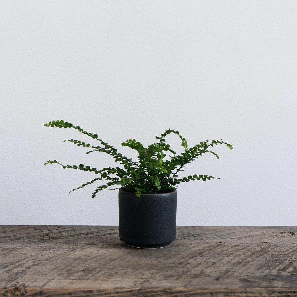 Ceramic Mini Planter - Charcoal - Tandem Ceramics - unique gift for plant lovers