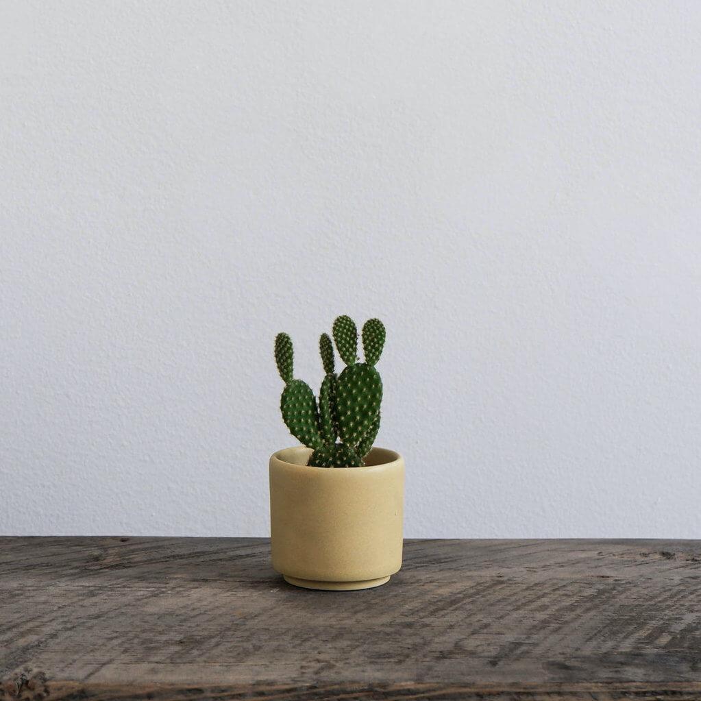 Ceramic Mini Planter - Goldenrod - Tandem Ceramics - unique gift for plant lovers